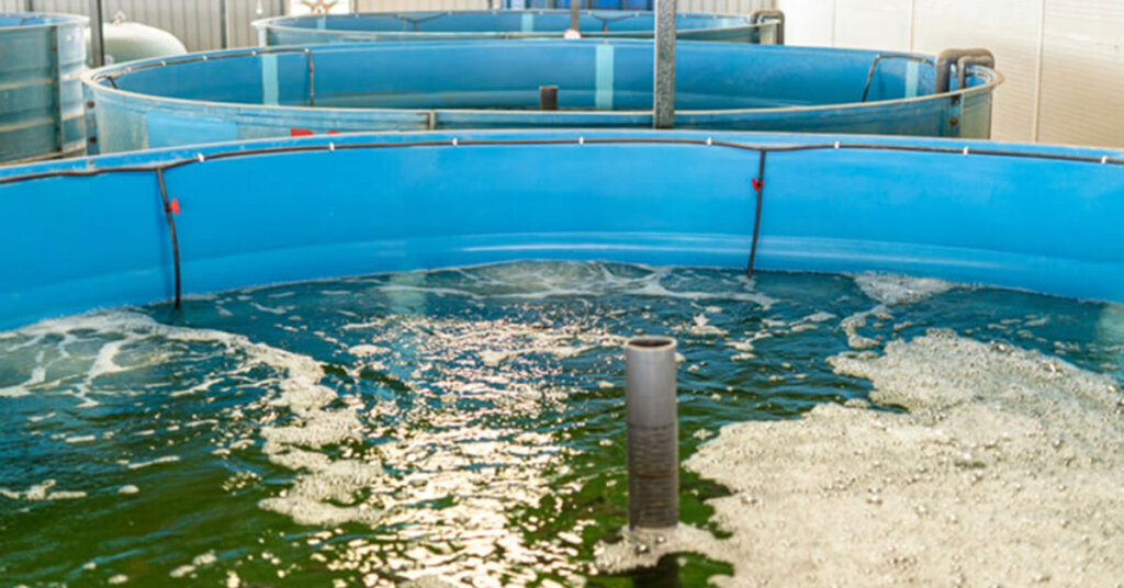 世界的に注目を集める陸上養殖。新規参入者のビジネス成功への5つの